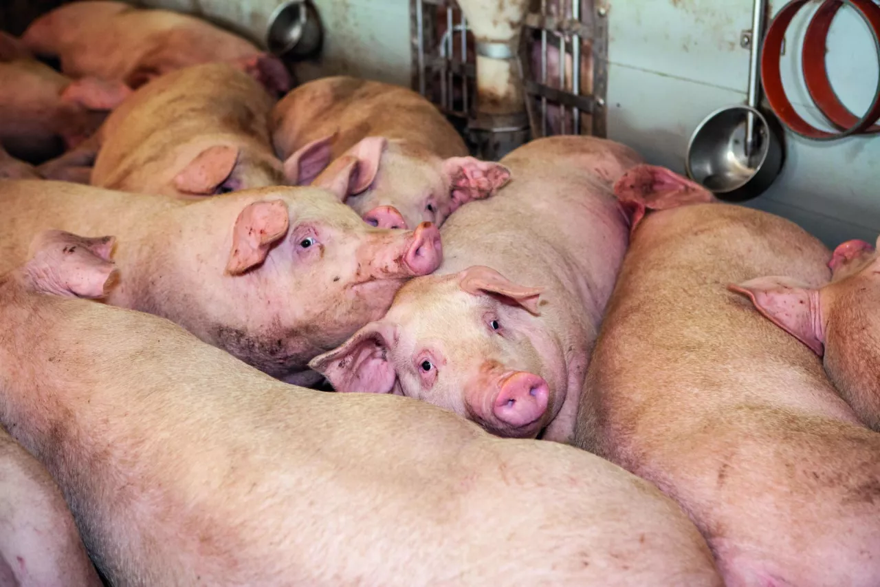 tuczniki, zagęszczenie