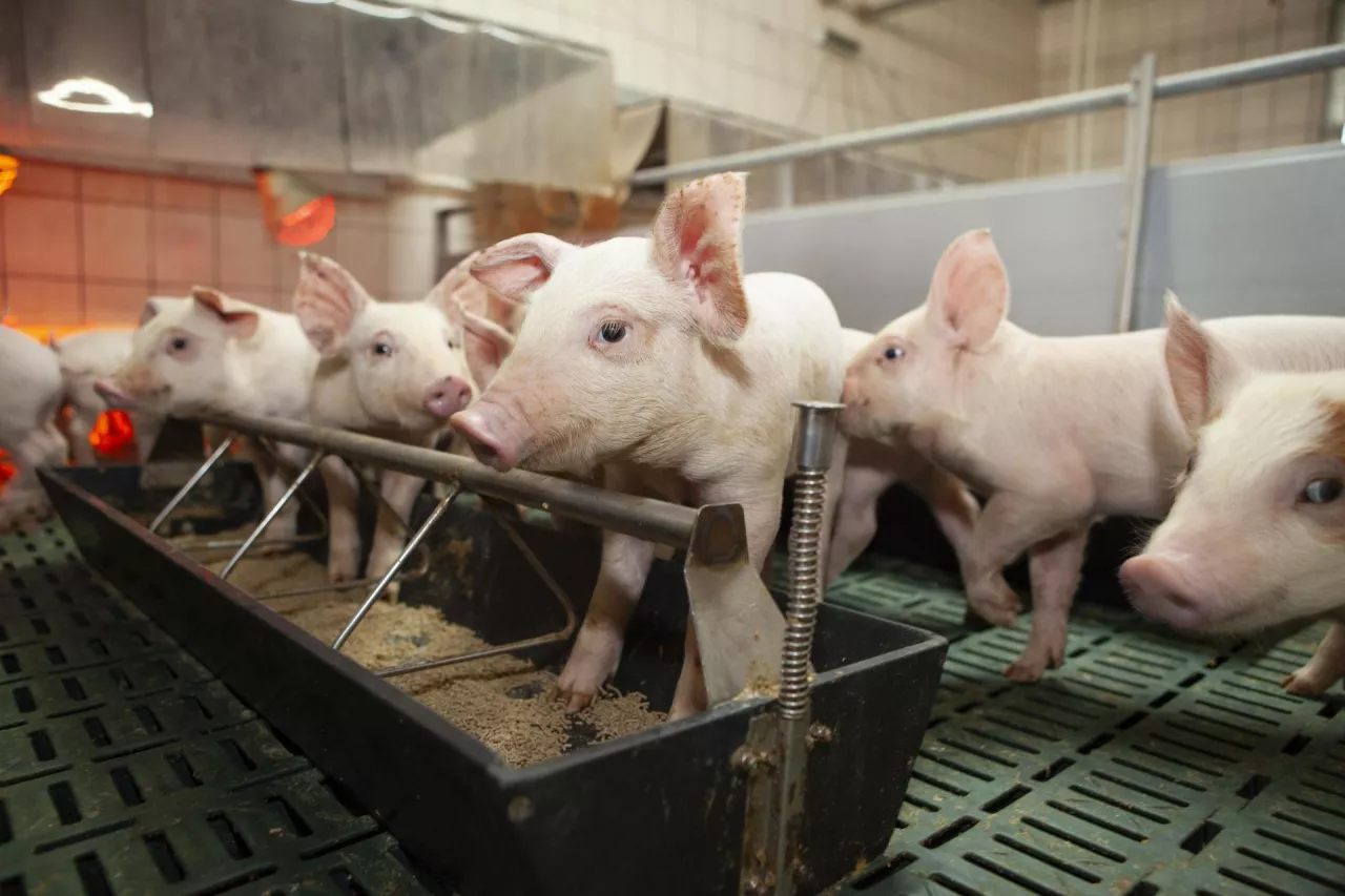 Żywienie prosiąt, na odchowalni