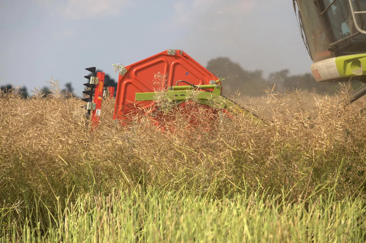 Rzepak spod hedera kombajnu