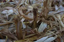 ściernisko kukurydza