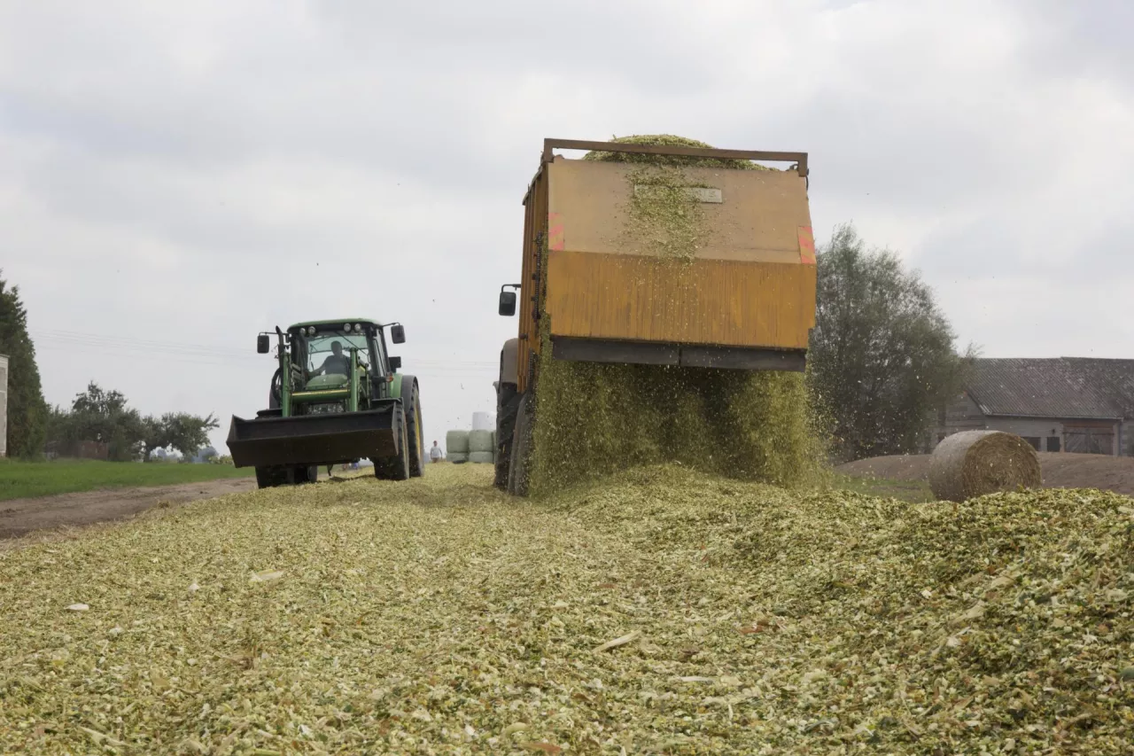 kukurydza, kiszenie, pryzma