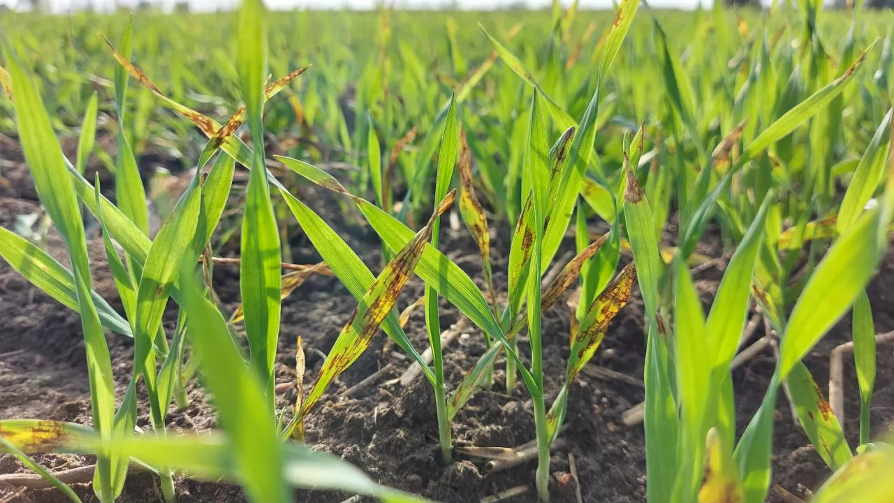 plamistość siatkowa jęczmienia