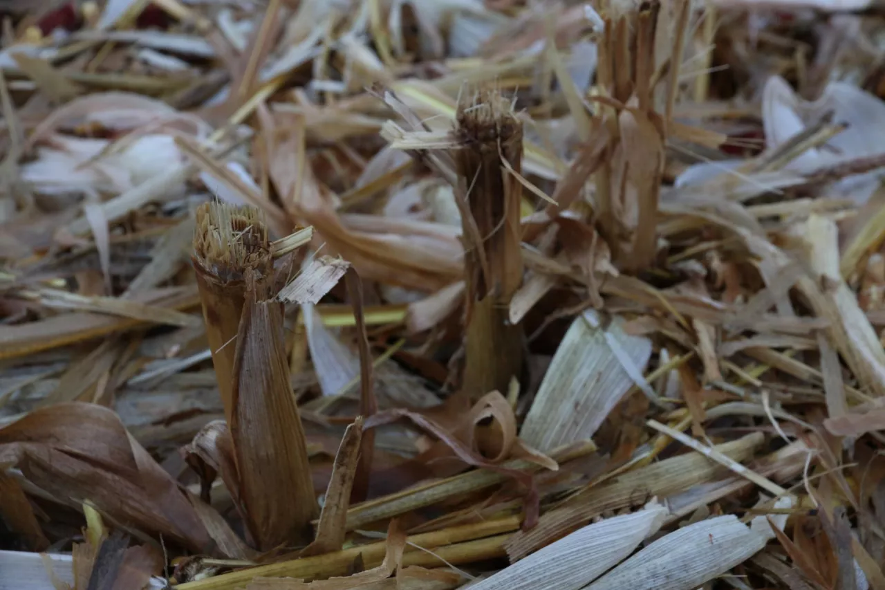 ściernisko kukurydza