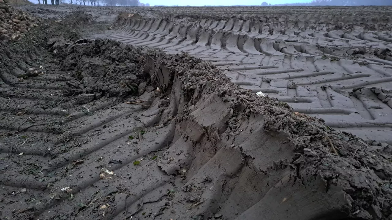 zbita gleba po burakach