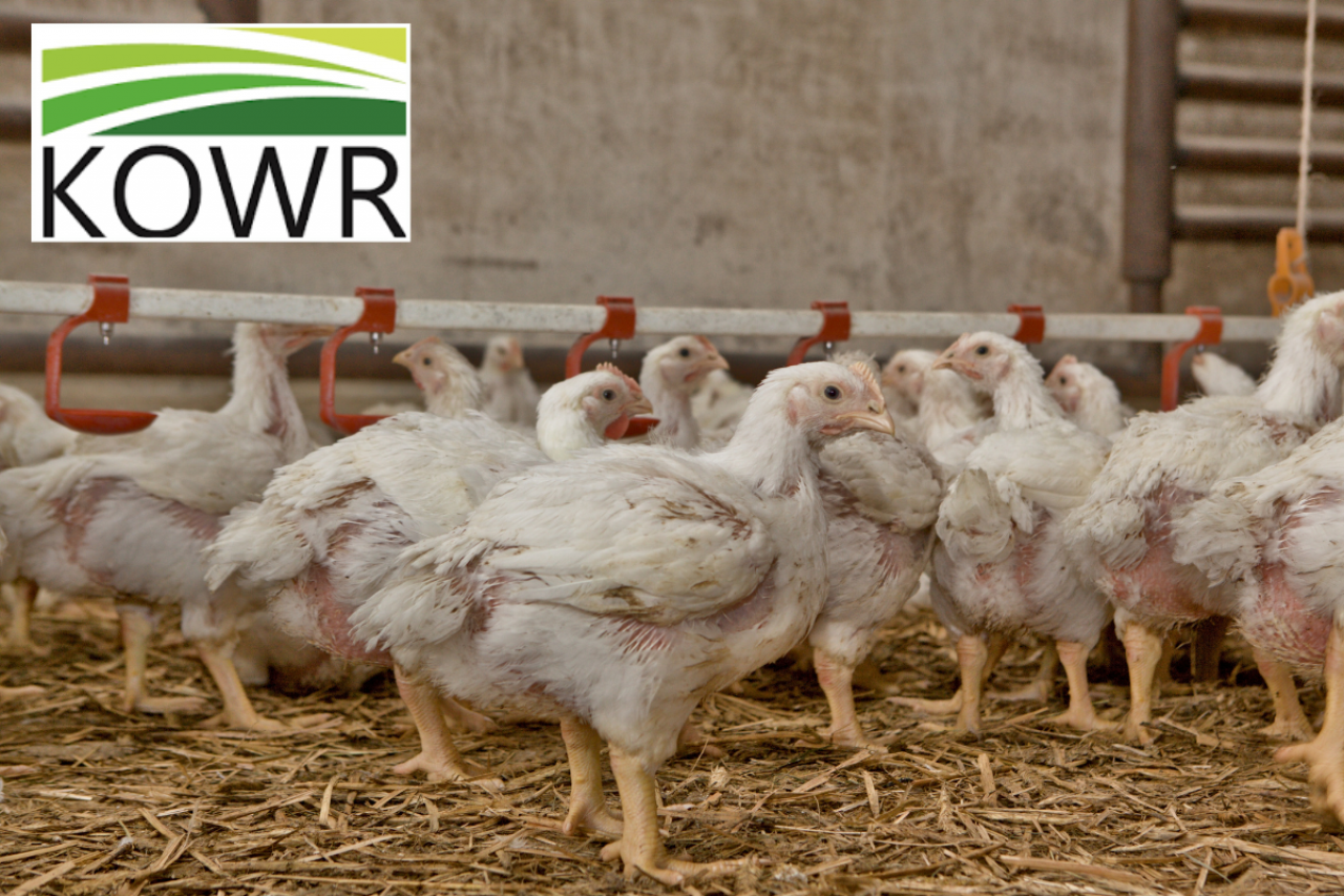 kury stoją w kurniku na ściółce, w lewym rogu logotyp KOWR