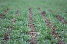Jęczmień ozimy zasiany w technologii strip-till