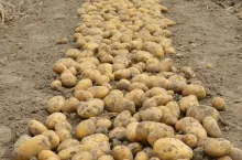 ziemniaki, ziemniaki na polu, zbieranie ziemniaków