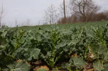 Rzepak w fazie wydłużania pędu BBCH 32