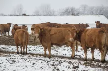 Bydło mięsne rasy limousine na pastwisku zimą