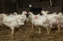 Kury nioski w kurniku na ściółce