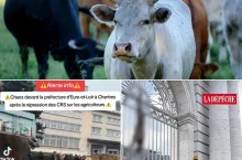 Rolnicy sprzeciwiają się ubojowi stad