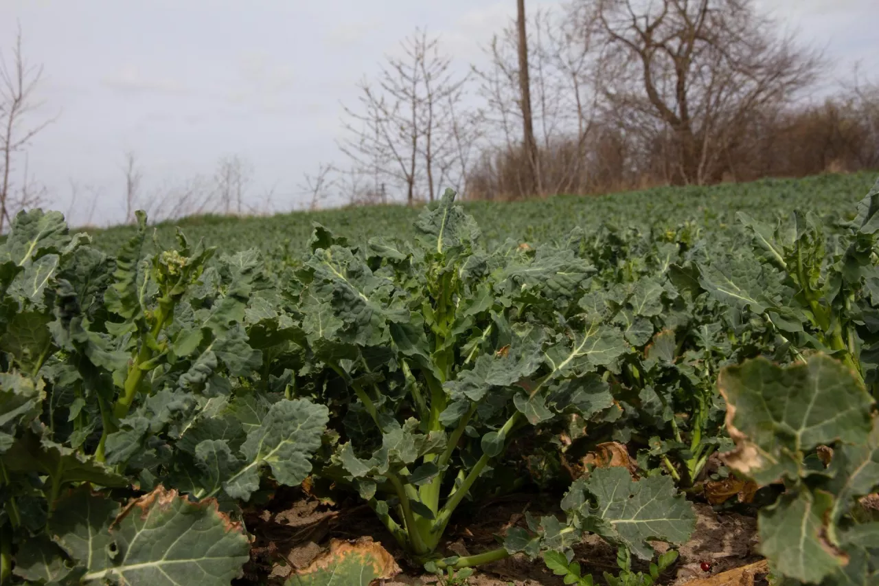 Rzepak w fazie wydłużania pędu BBCH 32