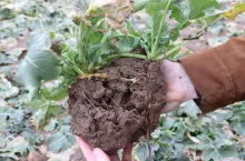 korzenie rzepaku przedwiośnie