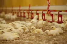 Małe kurczaki w kurniku na ściółce