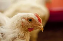 kurczak brojler w kurniku