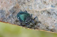 Chowacz granatek (Ceutorhynchus sulcicollis)