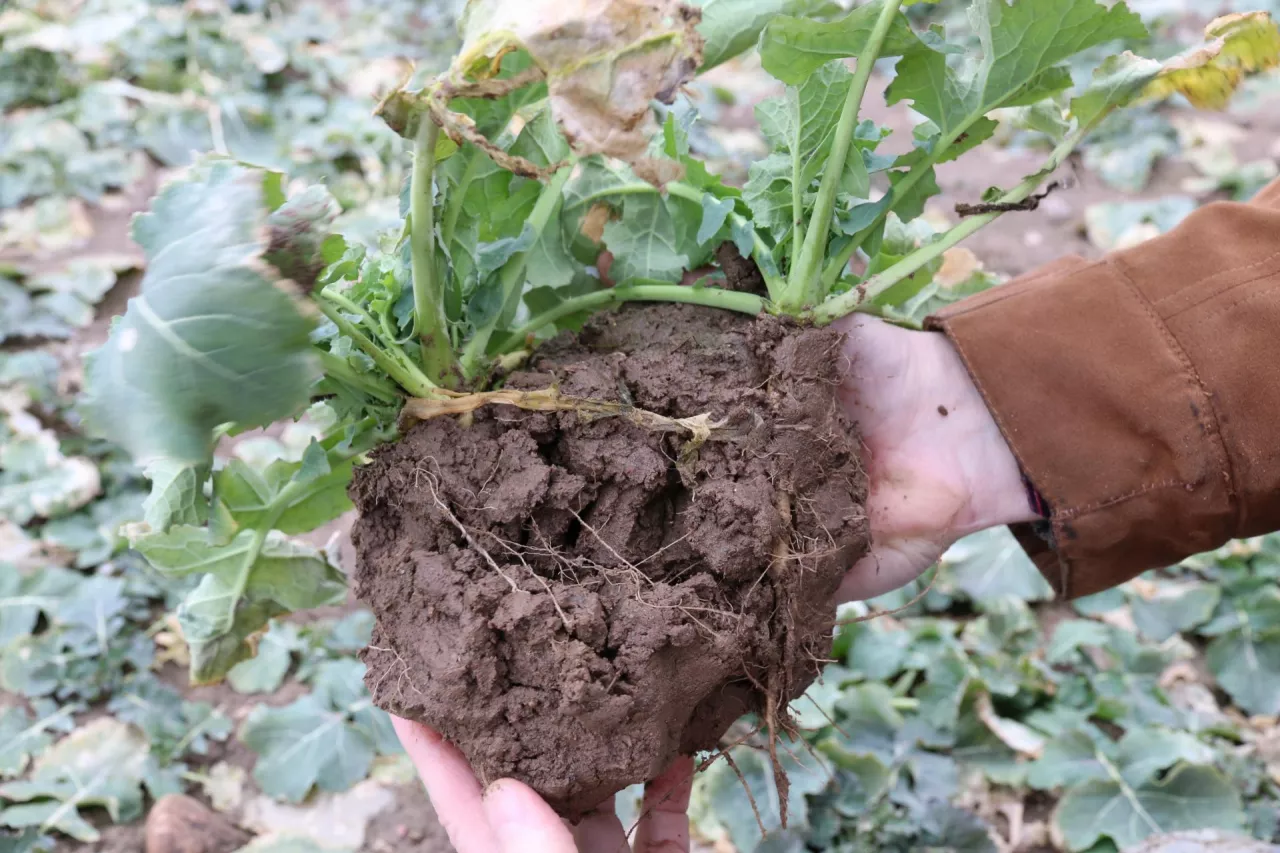 korzenie rzepaku przedwiośnie