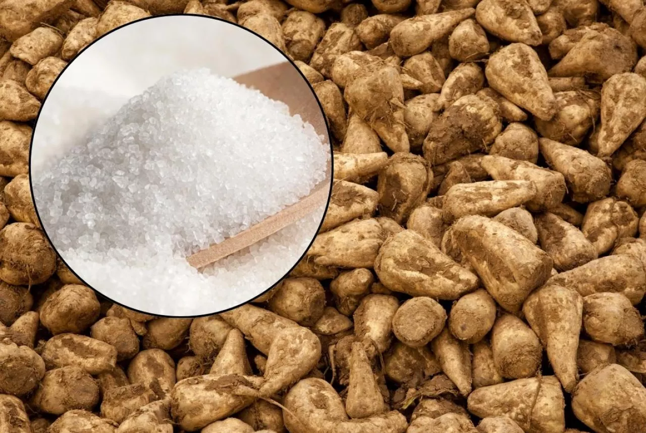 łyżka cukru białego z widocznymi w tle burakami cukrowymi