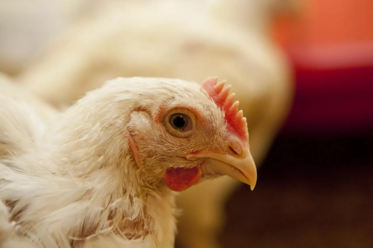 kurczak brojler w kurniku