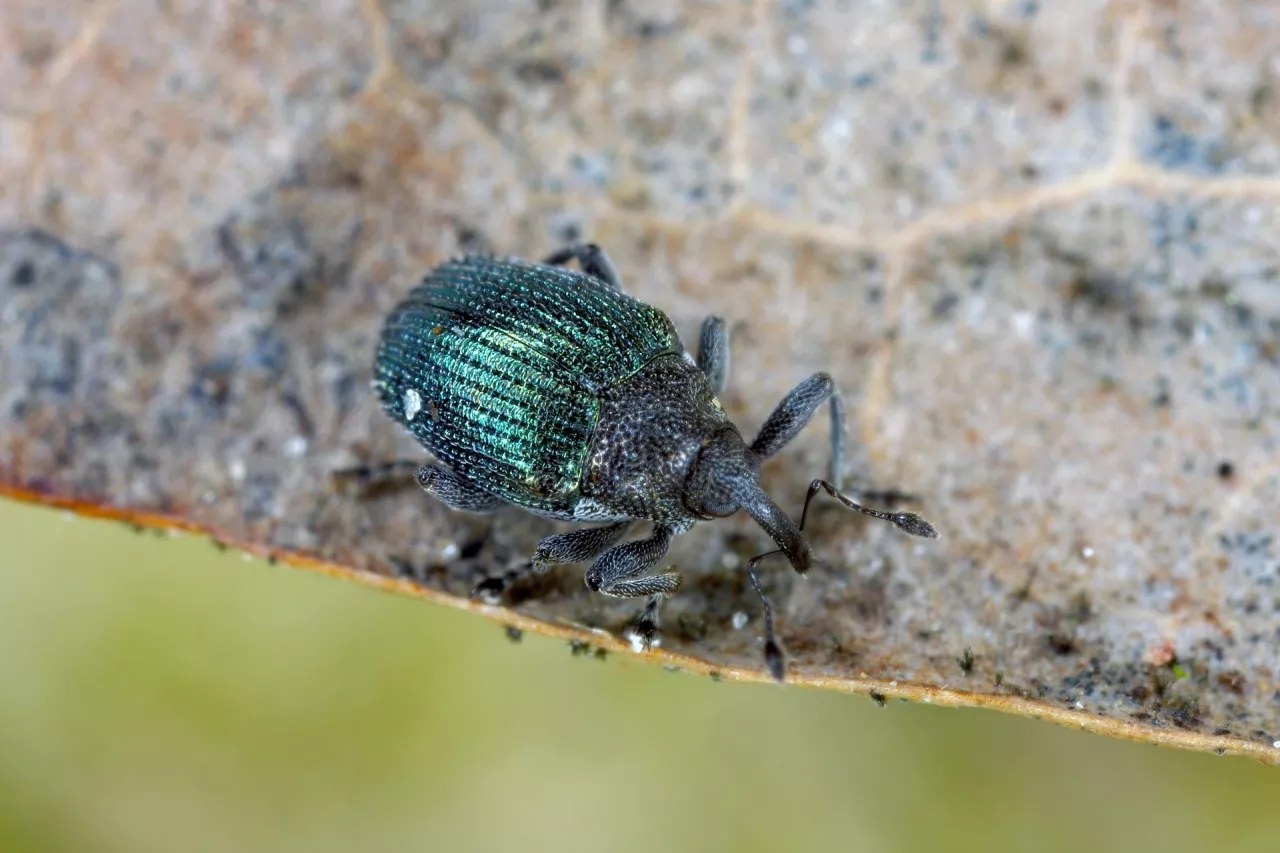 Chowacz granatek (Ceutorhynchus sulcicollis)