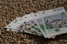 zboże, pieniądze, banknoty