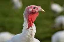 Grypa ptaków uderza na Warmii. Ponad 10 tys. indyków padło pod Iławą