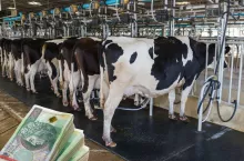 Komisarz UE chce ustabilizować ceny mleka. W umowach z mleczarnią będzie stała cena i ilość?