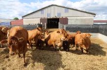 Która rasa bydła mięsnego ma najwyższe przyrosty?