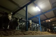 Krótki dzień zimą zmusza hodowców do sztucznego doświetlania obory w celu utrzymania 16 godzin światła w ciągu doby. Dlaczego to tak istotne?