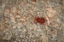 rozkruszki, szkodniki magazynowe, zdjęcie poglądowe