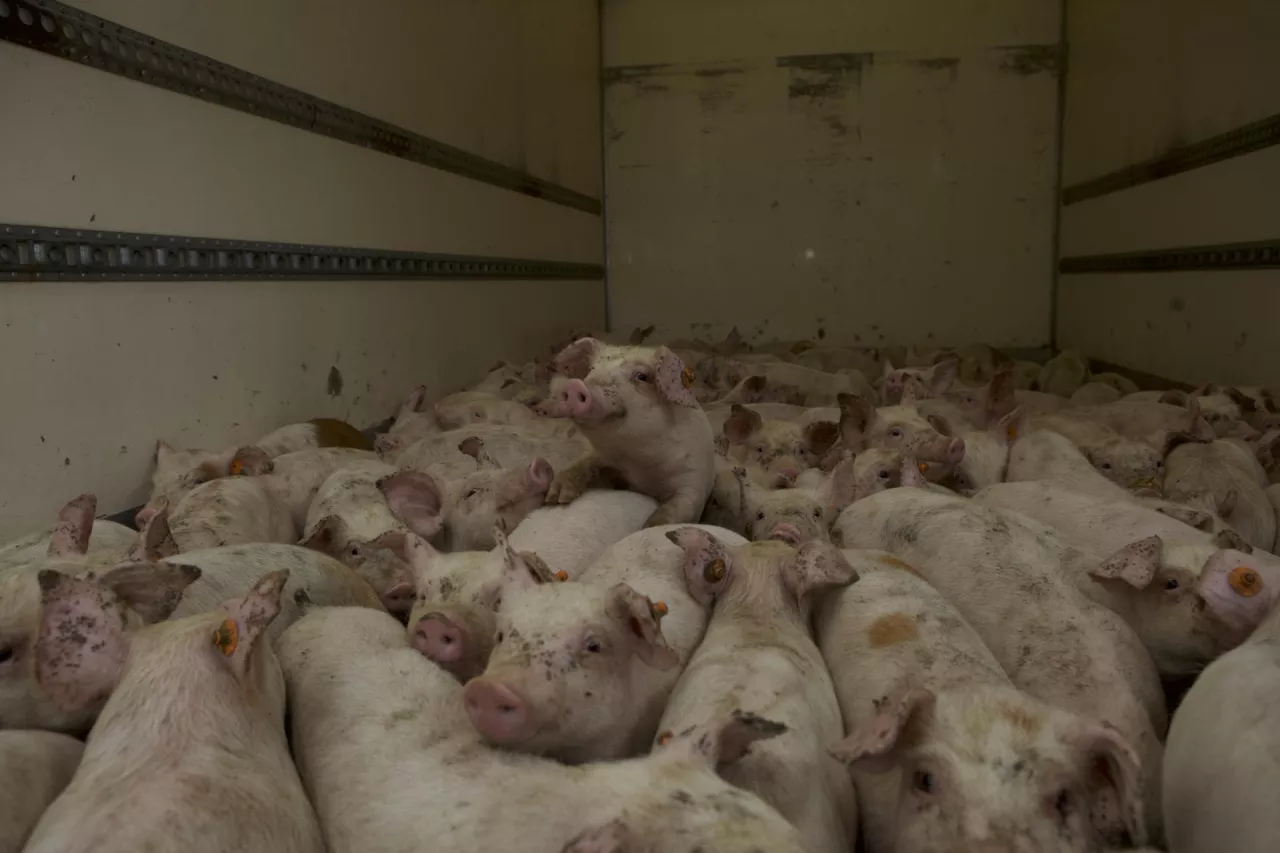 sprzedaż tuczników