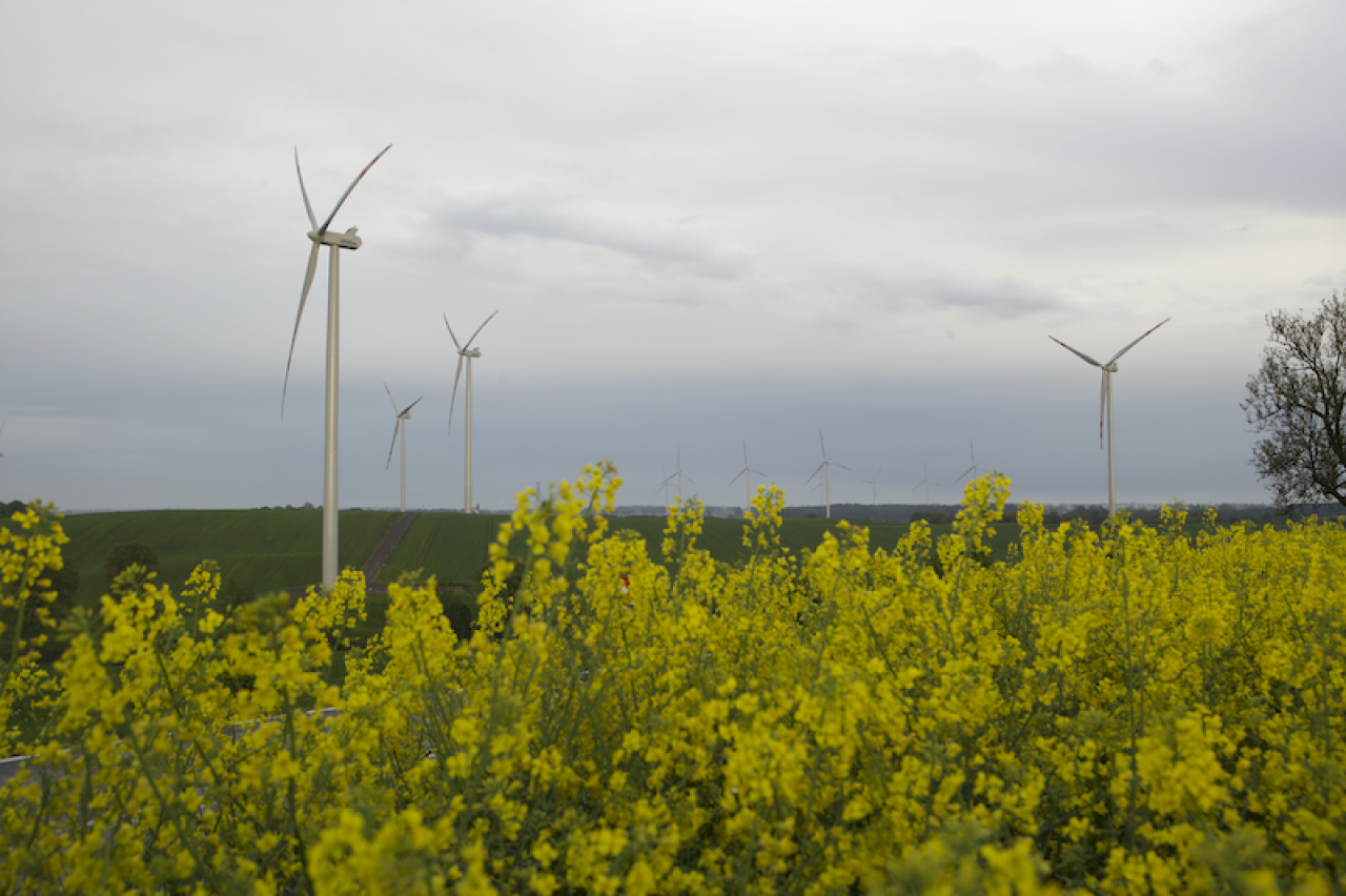 Wiatraki i rzepak
