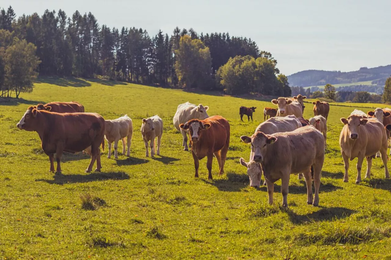 Stado bydła pasące się na pastwisku. Produkcja zwierzęca jest jednym z obszarów objętych nowymi wymogami klimatycznymi w Unii Europejskiej.