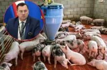 Będą dopłaty do świń? Wniosek o pomoc dla rolników trafił do KE