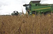 Soja koszona kombajnem