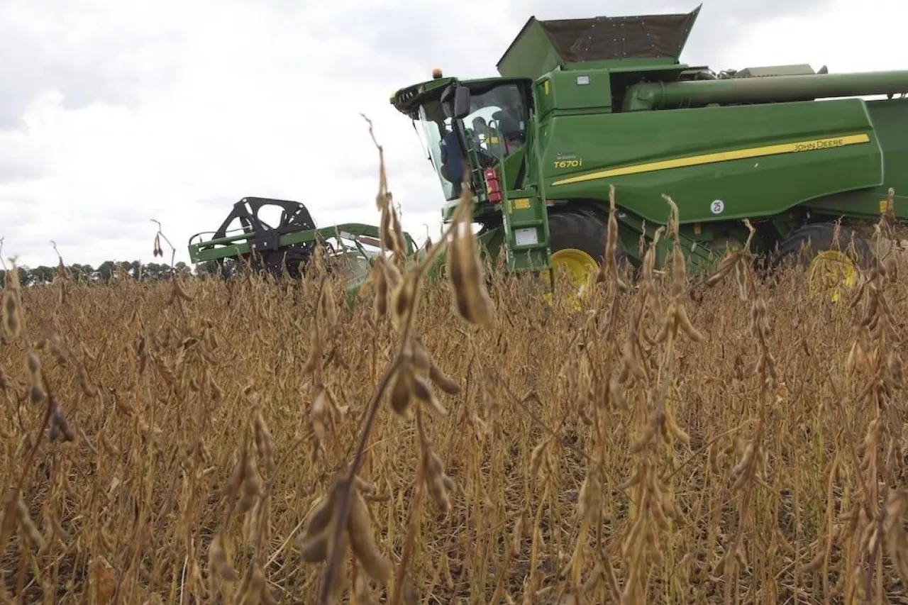 Soja koszona kombajnem