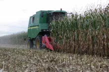 kukurydza, zbiory kukuydzy