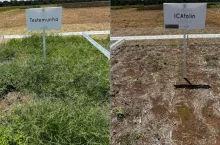 ikafolina nowa substancja chwastobójcza Brazylia Bayer