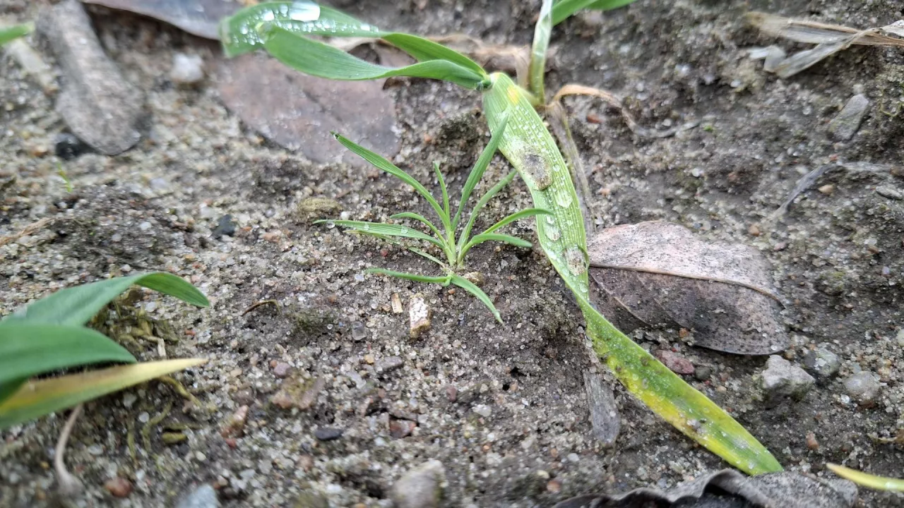 miotła zbożowa grudzień 2025