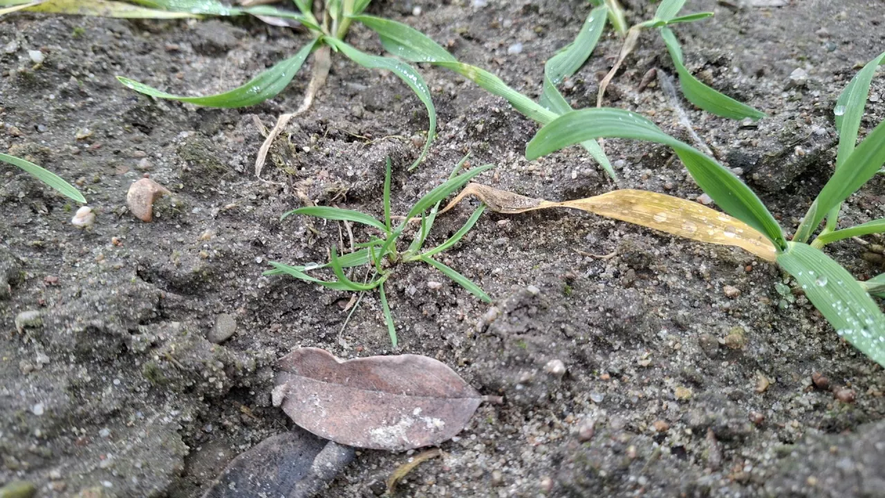 miotła w pszenicy grudzień 2025