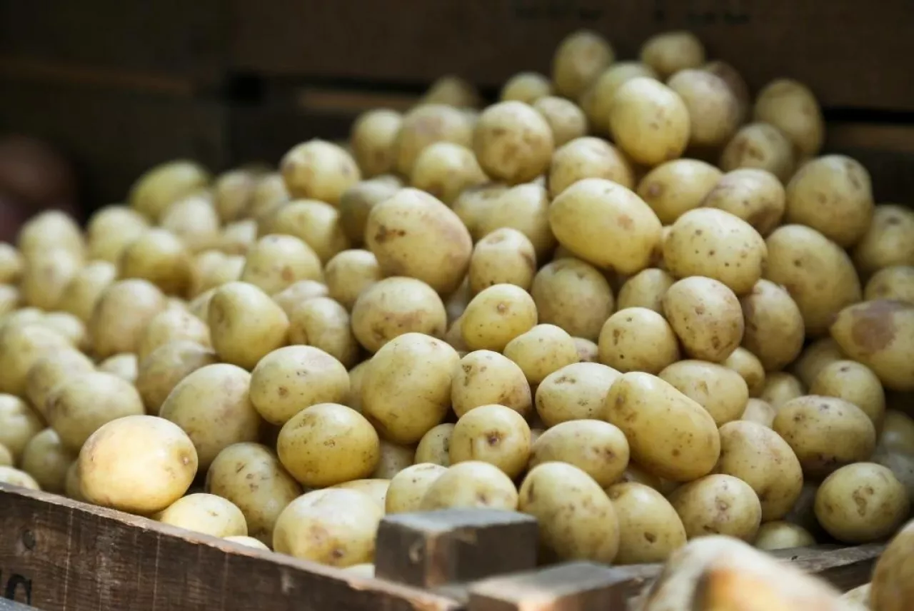 eksport ziemniaków Polska 2025