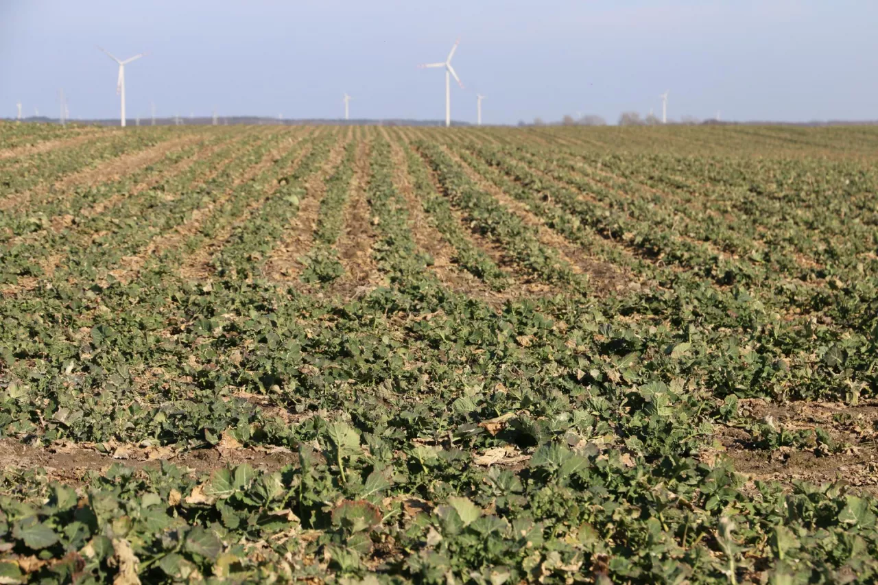 rzepak nawożenie azot wiosna Rapool webinar