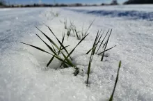 pszenica pod śniegiem 2025