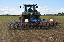 buraki cukrowe, uprawa buraka cukrowego