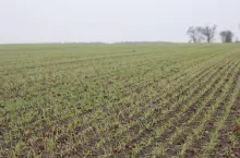 Jęczmień ozimy przewódkowy