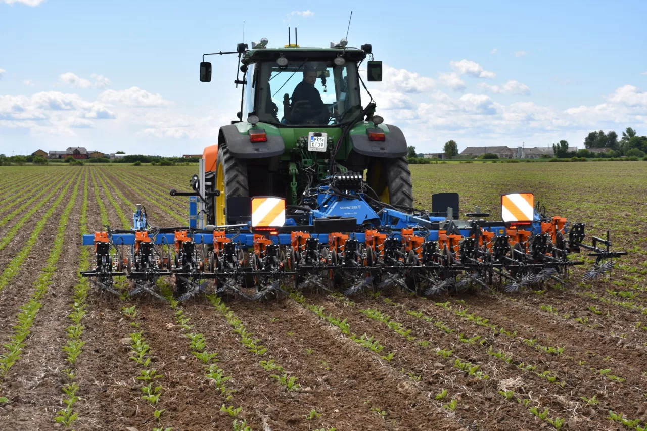 buraki cukrowe, uprawa buraka cukrowego