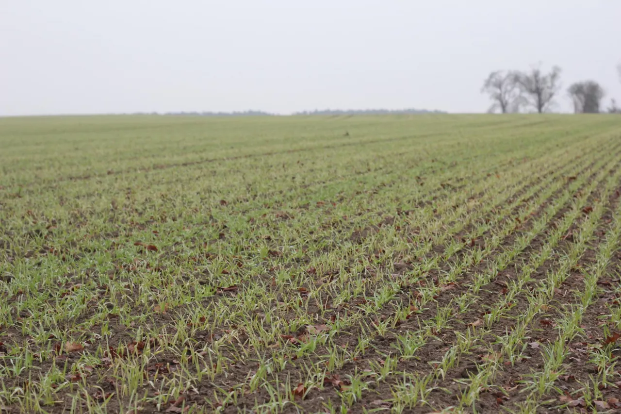 Jęczmień ozimy przewódkowy