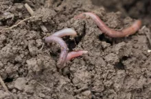 Dżdżownice w Głubczycach pszenica ciasteczkowa