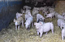 warchlaki, na słomie