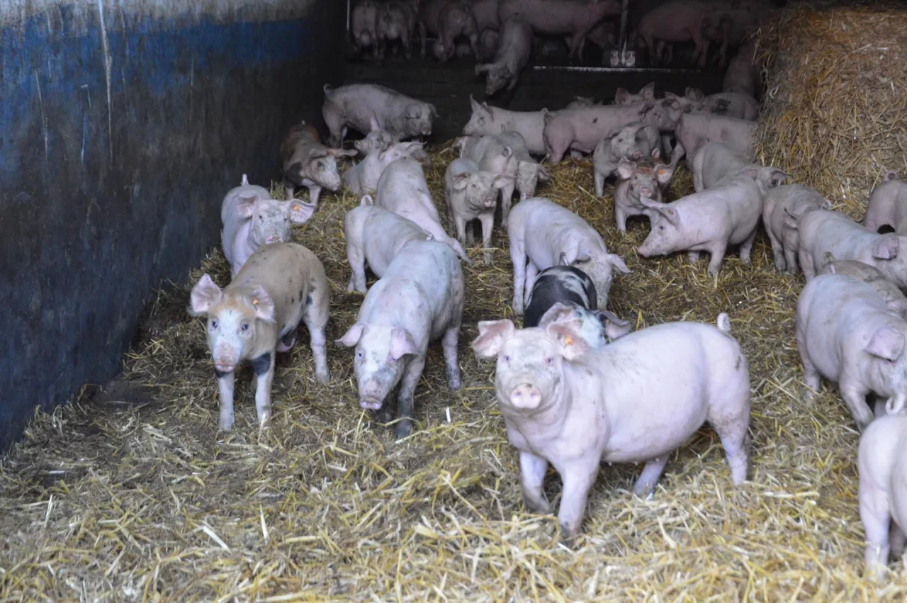 warchlaki, na słomie